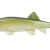 Fishlabs Bio Minnow Swimbaits